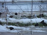 gbif image for Sturnus vulgaris