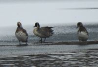 gbif image for Anas acuta