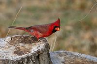 gbif image for Cardinalis cardinalis