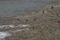 gbif image for Junco hyemalis