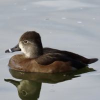 gbif image for Aythya collaris