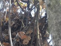 gbif image for Sciurus carolinensis