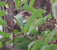 gbif image for Pheucticus ludovicianus