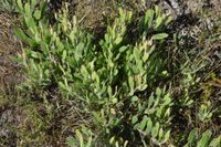 gbif image for Proteaceae