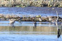 gbif image for Calidris minutilla