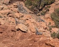 gbif image for Ovis canadensis