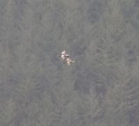 gbif image for Anas americana