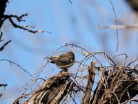 gbif image for Dendroica coronata