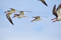 gbif image for Rynchops niger