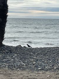 gbif image for Corvus brachyrhynchos