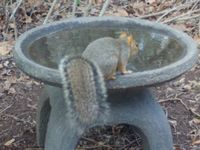 gbif image for Sciurus niger