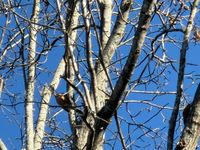 gbif image for Turdus migratorius