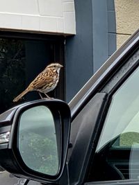 gbif image for Melospiza melodia