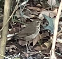 gbif image for Catharus guttata