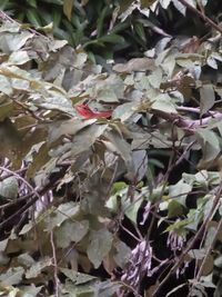 gbif image for Piranga rubra