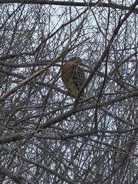 gbif image for Buteo lineatus