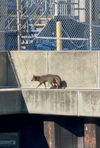 gbif image for Urocyon cinereoargenteus