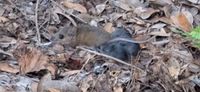 gbif image for Peromyscus gossypinus