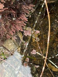 gbif image for Ophiuroidea