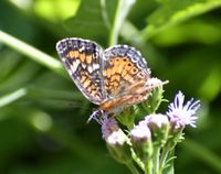 gbif image for Phyciodes phaon