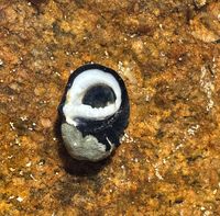 gbif image for Nerita atramentosa