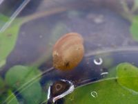 gbif image for Physa heterostropha