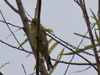 gbif image for Carduelis tristis