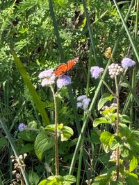 gbif image for Limenitis archippus