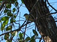 gbif image for Vireo griseus