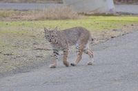 gbif image for Lynx rufus