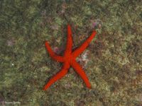 gbif image for Echinaster sepositus