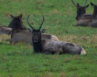 gbif image for Cervus canadensis