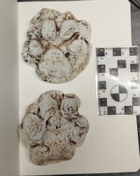 gbif image for Canis lupus