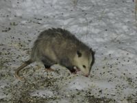 gbif image for Didelphis virginiana