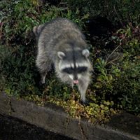 gbif image for Procyon lotor