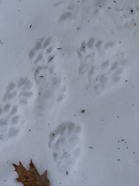 gbif image for Lontra canadensis