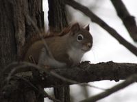 gbif image for Tamiasciurus hudsonicus