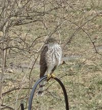 gbif image for Accipiter striatus