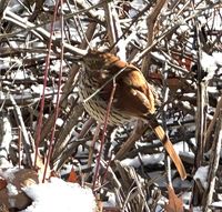 gbif image for Toxostoma rufum