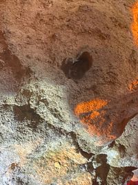 gbif image for Perimyotis subflavus