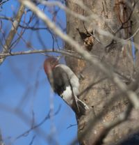 gbif image for Melanerpes erythrocephalus