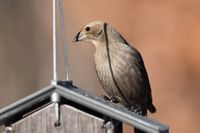 gbif image for Molothrus ater