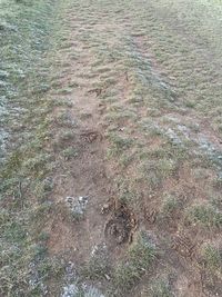 gbif image for Equus caballus