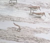 gbif image for Calidris mauri