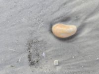 gbif image for Crepidula fornicata