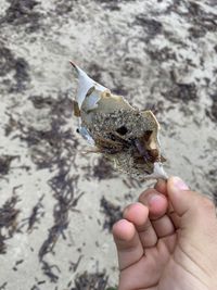 gbif image for Callinectes sapidus