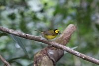 gbif image for Wilsonia citrina