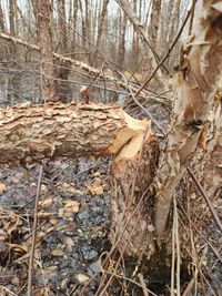 gbif image for Castor canadensis