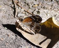 gbif image for Anthanassa texana