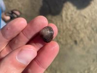 gbif image for Corbicula fluminea